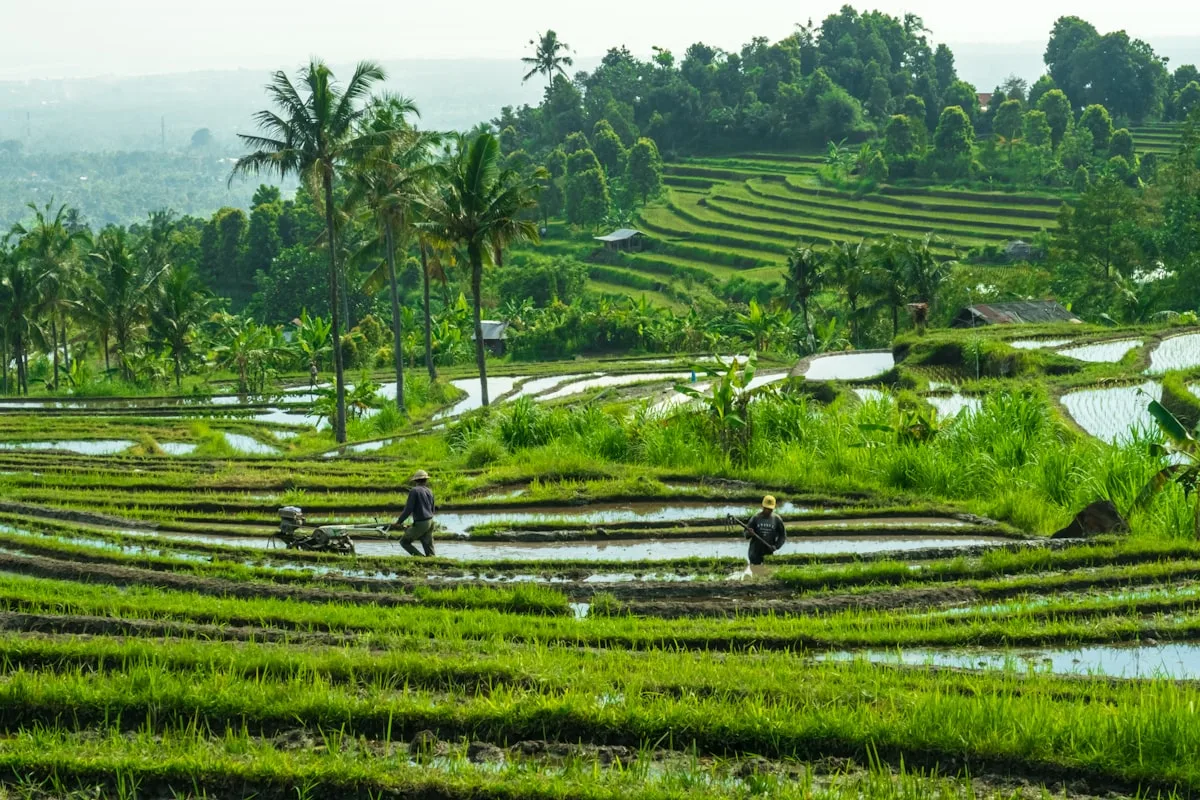 Digital nomad working from a Bali villa with rice fields in background on a one month budget