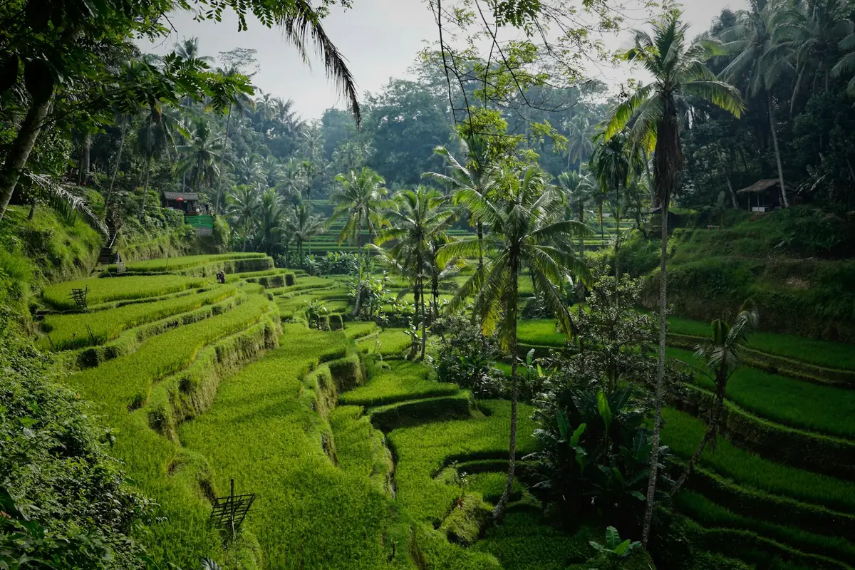 Lush green rice terraces at Tegalalang, north of Ubud, Bali