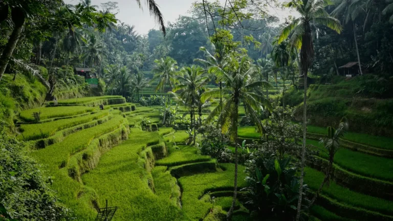 Green rice terraces of Tegallalang near Ubud in Bali
