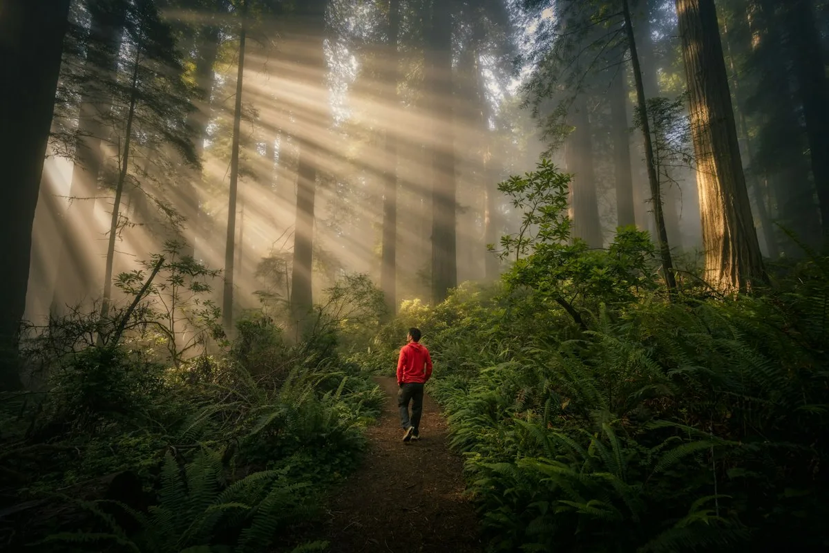 Person walking alone on a quiet forest path in morning light, a daily reset for a highly sensitive digital nomad