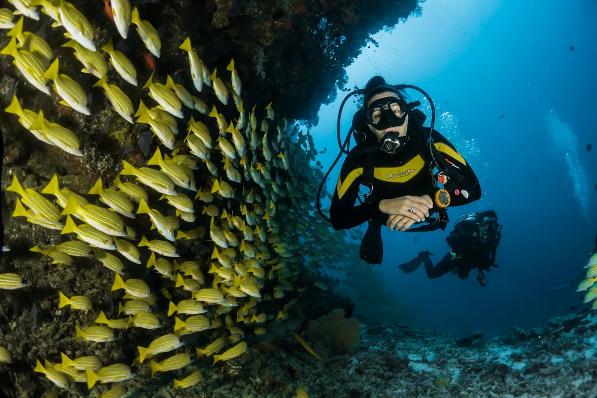 Scuba divers swimming past a school of fish
