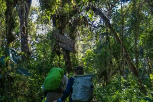 Two backpackers walking through a dense forest trail toward a wooden sign