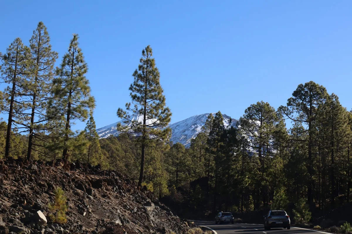 Der schneebedeckte Gipfel des Teide, zu sehen durch einen Pinienwald auf Teneriffa