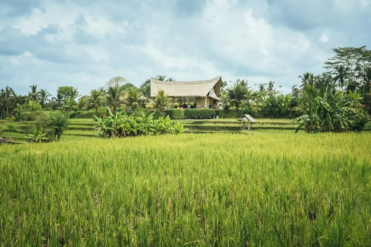 Green rice field with a traditional hut under a blue sky