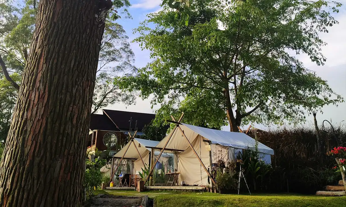 Canvas glamping tent with a wooden deck next to a large tree in a garden