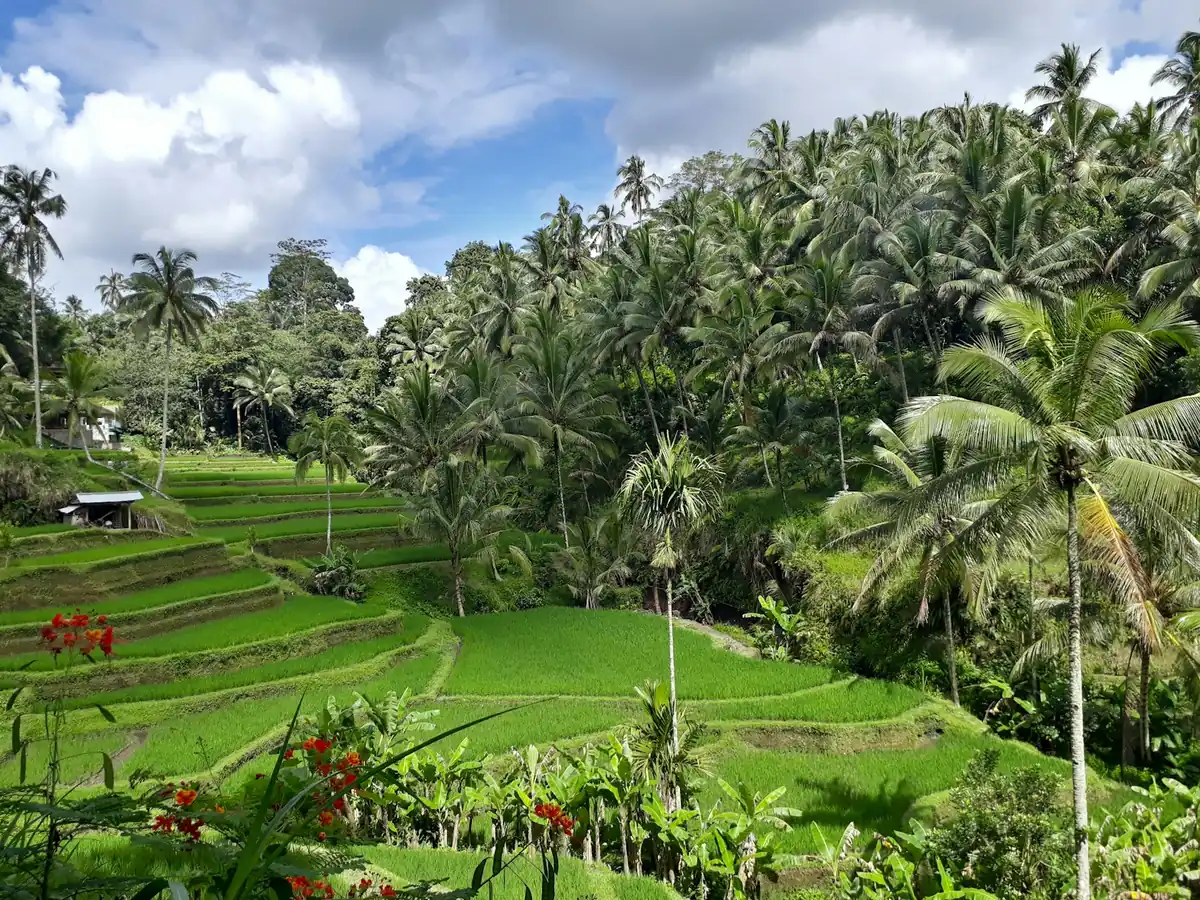 Terrazas de arroz verdes entre altas palmeras