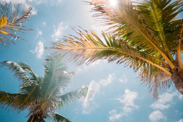 Palm trees seen from below against a bright sky with the sun through the leaves