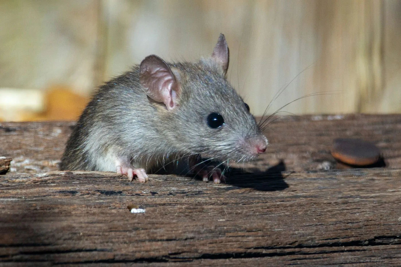 Rata marrón mirando desde una viga de madera desgastada