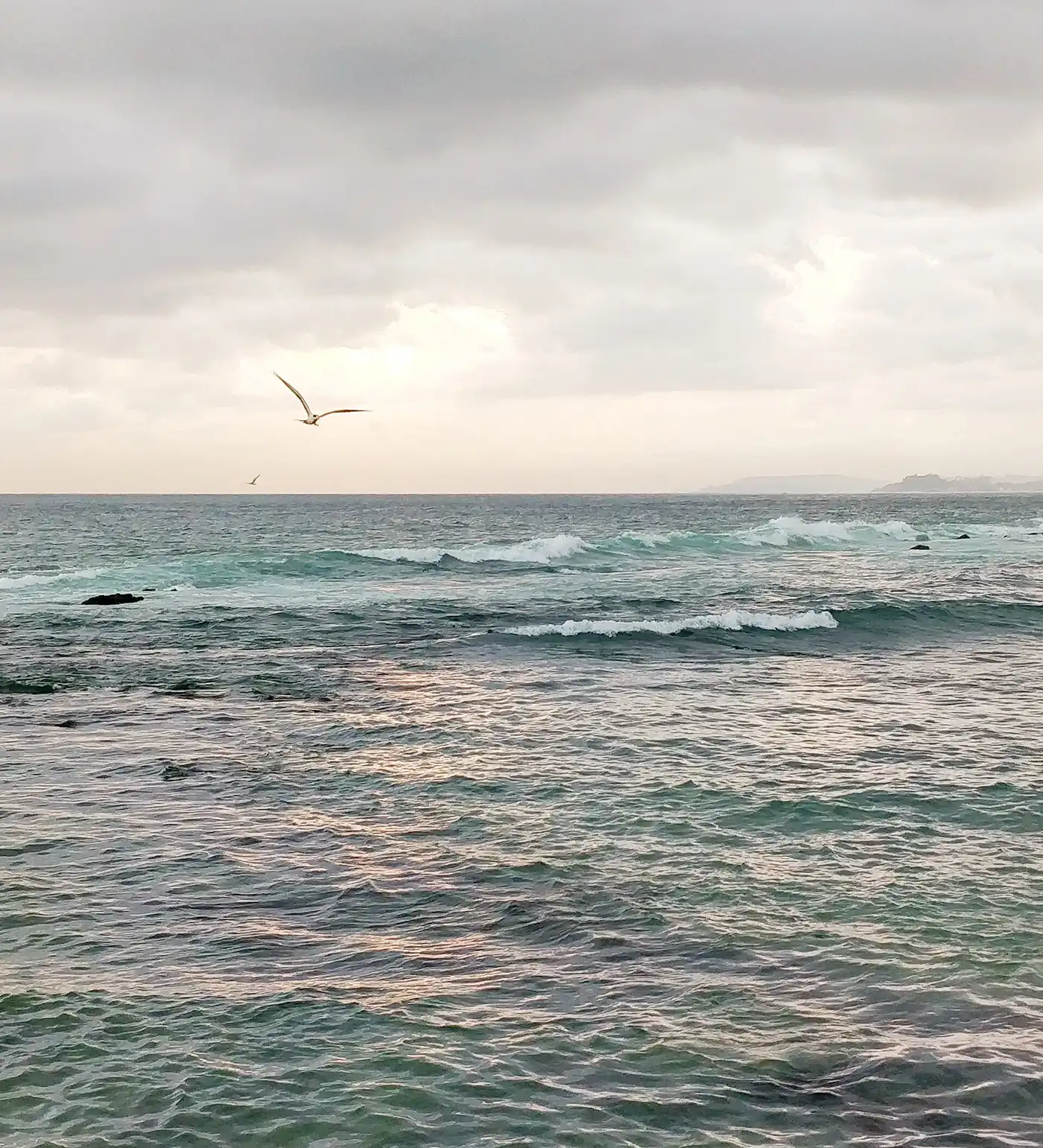 Small waves and a gull over the sea at Weligama beach, Sri Lanka